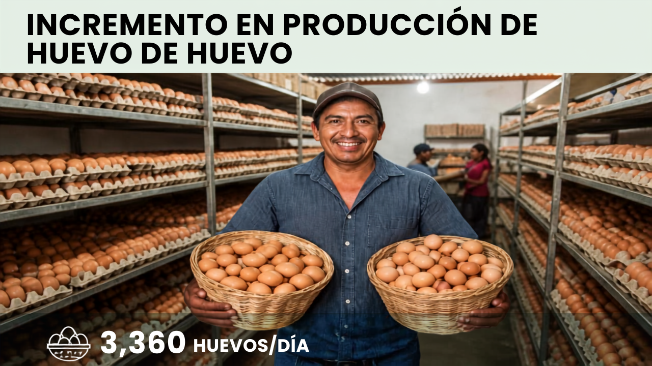 Se aumento la producción de huevo en 3,360 huevos por día.