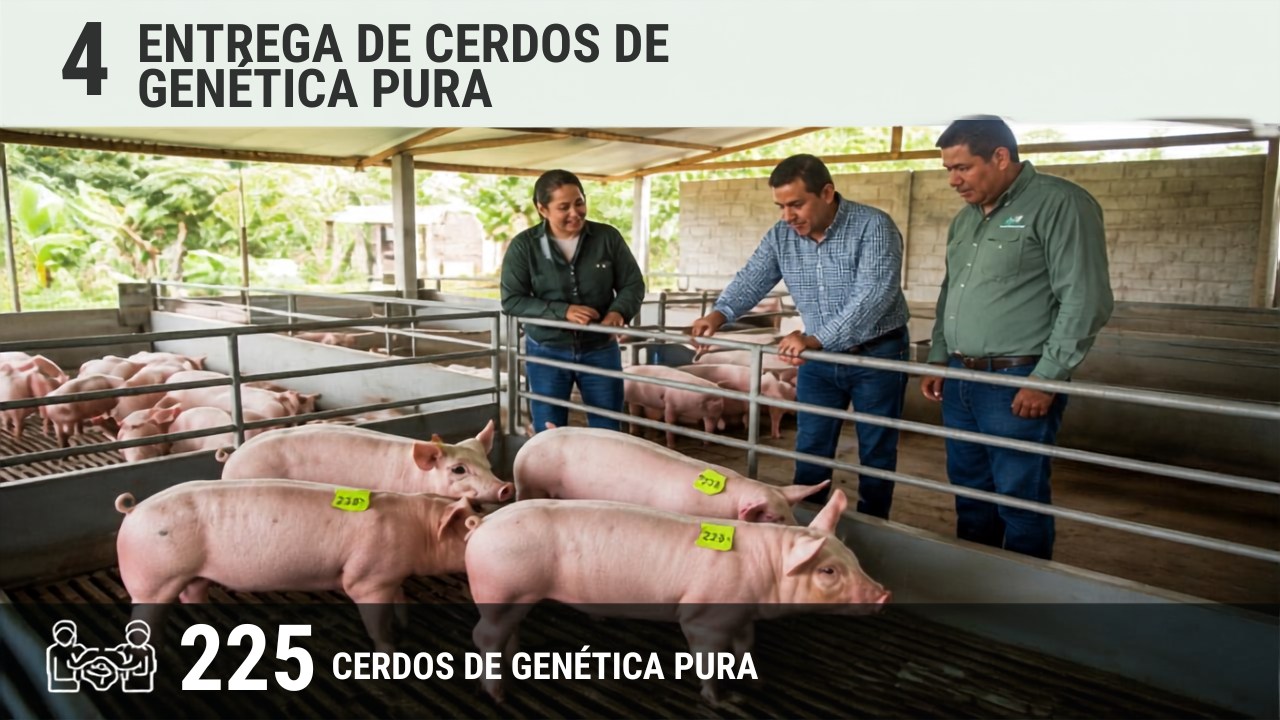 Se entregaron 225 ejemplares de cerdos de genética pura.
