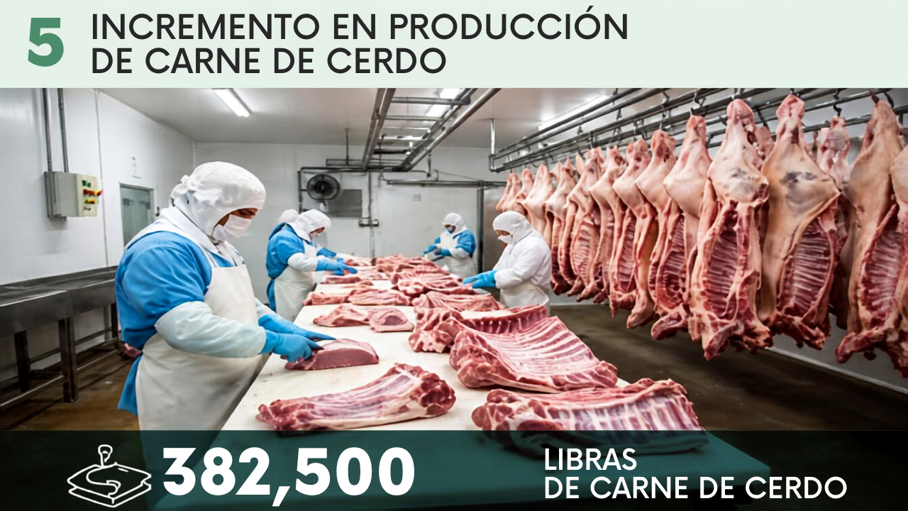 Se aumento la producción en 382,500 libras de carne de cerdo.